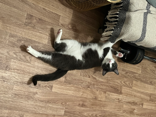 Tiko