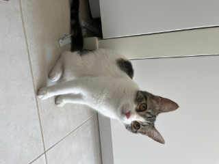 Bella