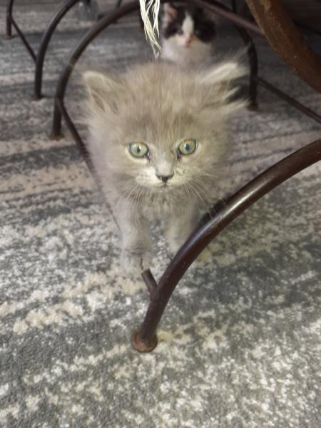 Kira