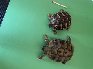 Holly et éli