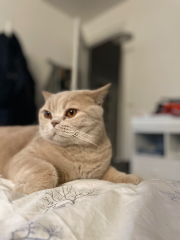 Photo de Rotschild