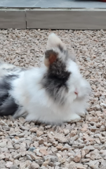 Nala