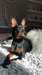 Roméo