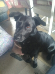 Rintintin junior