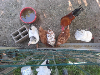 Plume, huguette, rocco, cocotte, toilette. Peppa