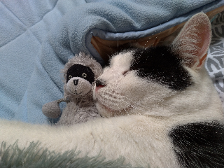 Bibi