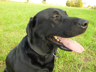 Diabolo