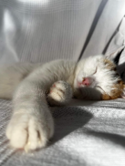 Caramel