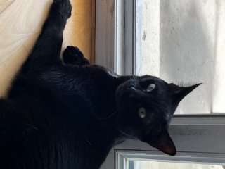 Salem