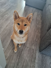 Tenjy