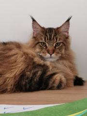 Fauve