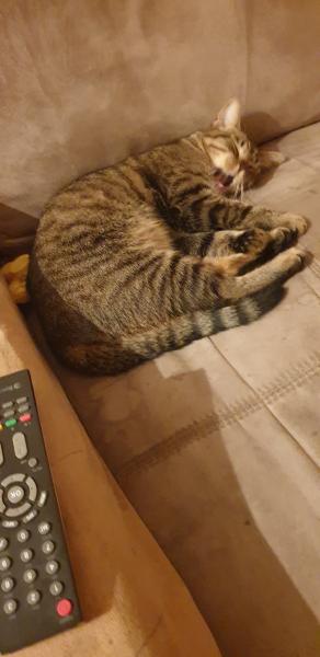 Maya