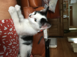 Photo de Gribouille  (ex Griotte)