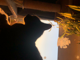 Lilou