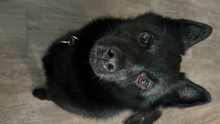 Photo de Oreo