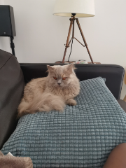 Nilla