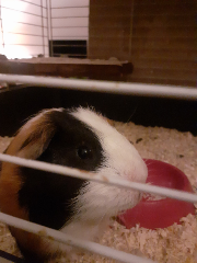 Biscuit