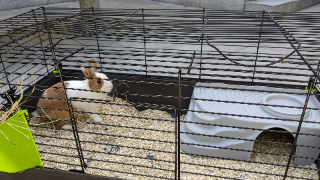 Photo de Caramel