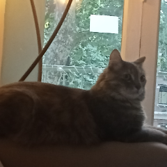 Mia
