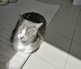 Haku