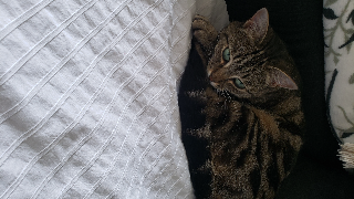 Minette
