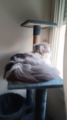 Piwi
