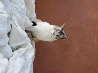 Photo de Milo