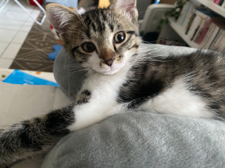 Peanut