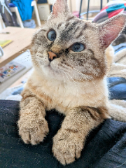 Chewie