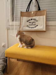 Photo de Chouquette