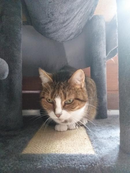 Mimi