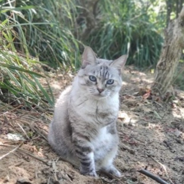Lilou