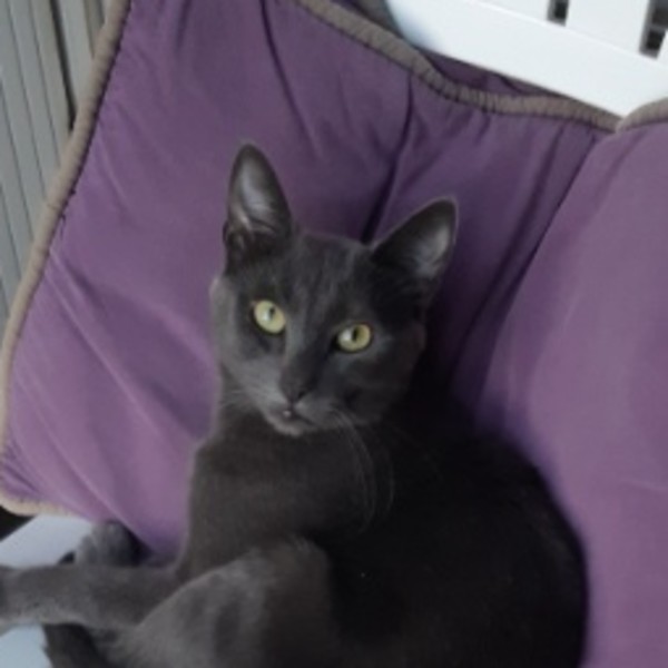 FIFI