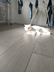 Loulou