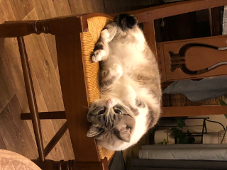 Bianca