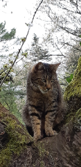 Photo de Gipsy