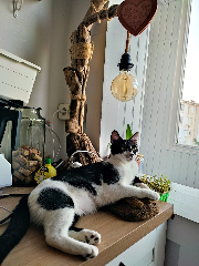 Toundra