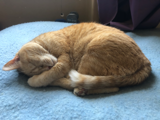Mimi