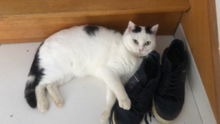 Photo de Ratatouille