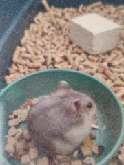 Cookie
