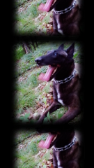 Mya