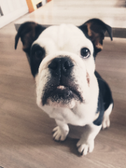 Maurice