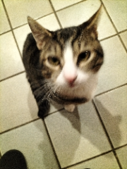Taz