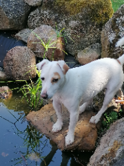 Maya