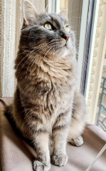 Léon