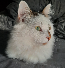 Poppie