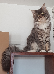 Salem