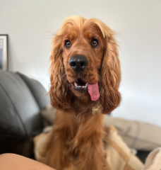 Simba