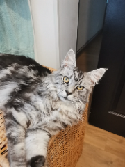 Loki