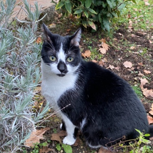 Photo de Berlioz